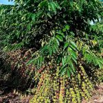 Dia de Campo em Ministro Andreazza reúne cafeicultores