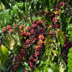 Perseverança, dedicação e apoio do governo de RO transformam a vida de cafeicultores no estado