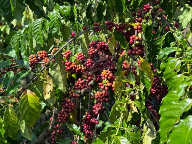 Perseverança, dedicação e apoio do governo de RO transformam a vida de cafeicultores no estado Perseverança, dedicação e apoio do governo de RO transformam a vida de cafeicultores no estado