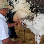 Cadeia produtiva do leite é estimulada com concursos realizados na 12ª Rondônia Rural Show Internacional
