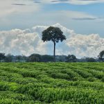 Rondônia Rural Show Internacional traz avanços em tecnologia e sustentabilidade