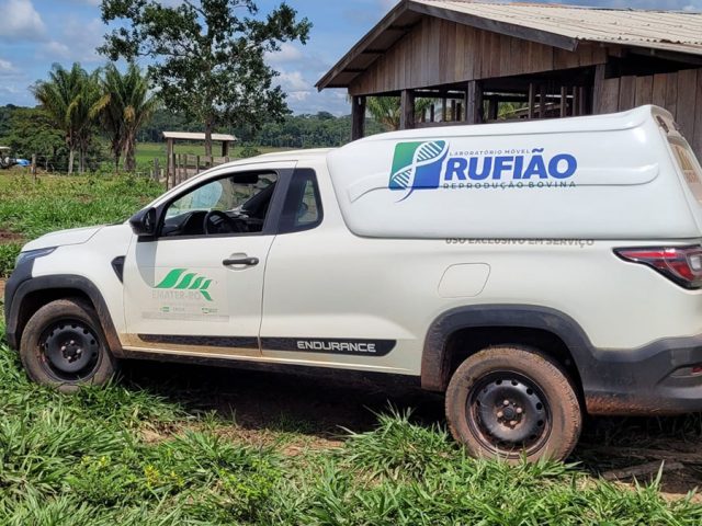 Projeto de melhoria da eficiência reprodutiva fortalece bovinocultura leiteira em Rondônia Projeto de melhoria da eficiência reprodutiva fortalece bovinocultura leiteira em Rondônia