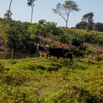 Vacas produzem mais leite em Rondônia com alimentação diferenciada e mudam realidade do campo