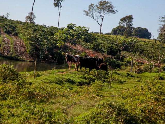 Vacas produzem mais leite em Rondônia com alimentação diferenciada e mudam realidade do campo Vacas produzem mais leite em Rondônia com alimentação diferenciada e mudam realidade do campo
