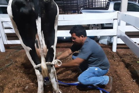 Concurso Leiteiro movimenta a 19ª Expovale e mostra a força da pecuária leiteira em São Francisco do Guaporé|