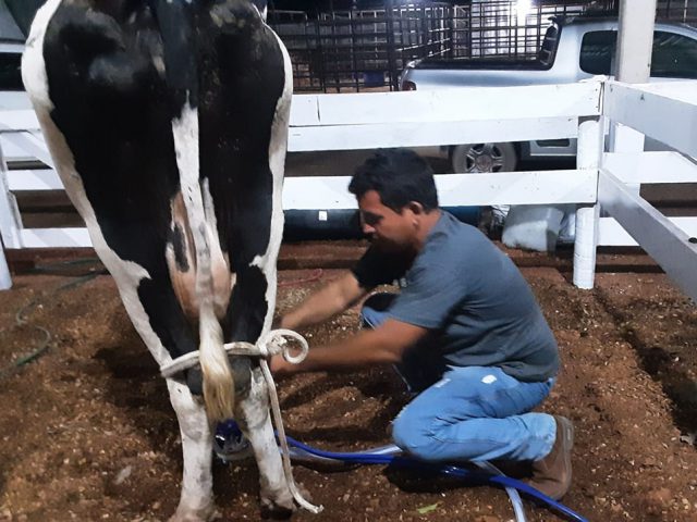 Concurso Leiteiro movimenta a 19ª Expovale e mostra a força da pecuária leiteira em São Francisco do Guaporé| Concurso Leiteiro movimenta a 19ª Expovale e mostra a força da pecuária leiteira em São Francisco do Guaporé|