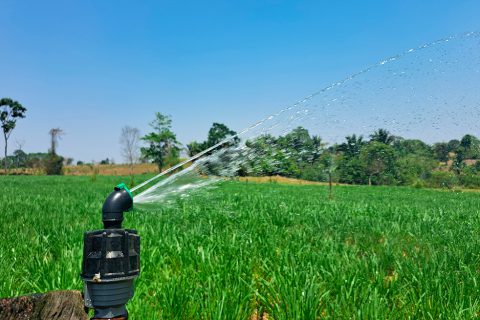Projeto Consultec revoluciona o sistema produtivo do leite em Rondônia