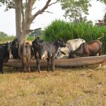 Sítio Monte Sião é destaque no programa Consultec-leite e se torna referência em produtividade em Cacoal Destaques