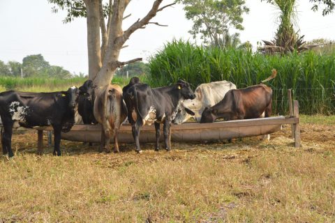 Sítio Monte Sião é destaque no programa Consultec-leite e se torna referência em produtividade em Cacoal