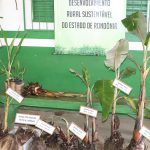 Produtores do Porto Verde recebem orientações da Emater-RO para iniciar cultivo da banana Destaques