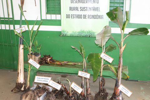 Produtores do Porto Verde recebem orientações da Emater-RO para iniciar cultivo da banana