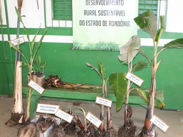 Produtores do Porto Verde recebem orientações da Emater-RO para iniciar cultivo da banana