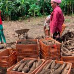 Microcrédito orientado pela Emater-RO prioriza agricultores familiares, mulheres e jovens rurais Destaques