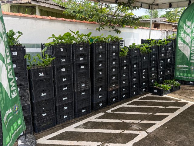 Assistência técnica impulsiona produtividade e fortalece a cafeicultura no Vale do Guaporé