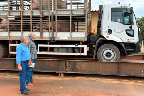 Rondônia busca viabilizar produção de suínos com foco em mercado e exportação