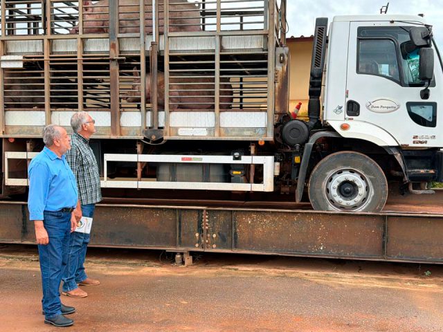 Rondônia busca viabilizar produção de suínos com foco em mercado e exportação