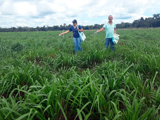 Gestão e tecnologia transformam propriedade de Itapuã do Oeste em referência na pecuária leiteira familiar