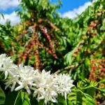 Região Matas de Rondônia conquista sucesso na produção de café especial e sustentável no Brasil Destaques