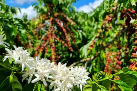 Região Matas de Rondônia conquista sucesso na produção de café especial e sustentável no Brasil