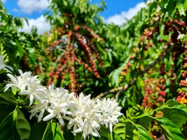 Região Matas de Rondônia conquista sucesso na produção de café especial e sustentável no Brasil