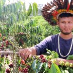 Povos indígenas de Rondônia se destacam na produção agrícola