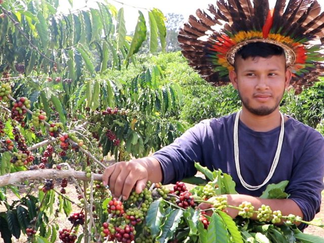 Povos indígenas de Rondônia se destacam na produção agrícola