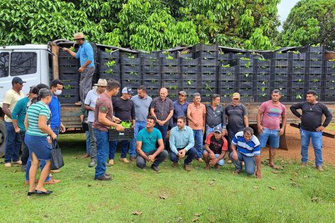A cafeicultura cresce no Vale do Anari com assistência da Emater-RO
