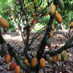 Agricultura