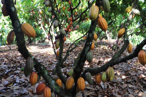 Produtores rurais de itapuã participam de dia especial do cacau