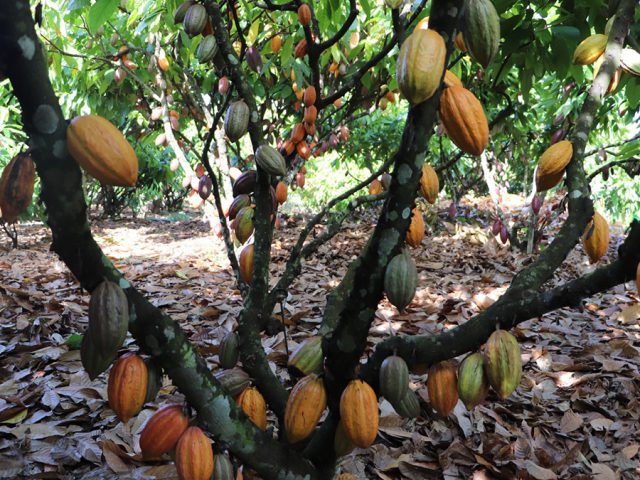 Produtores rurais de itapuã participam de dia especial do cacau
