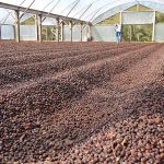Rondônia apresenta o alto nível do café Robusta Amazônico na RRShow Internacional