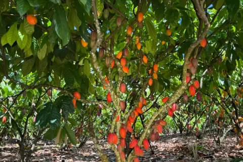 Inscrições para 6º Concurso de Qualidade e Sustentabilidade do Cacau de Rondônia são prorrogadas até 3 de julho