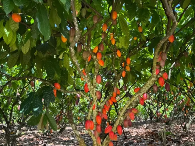 Inscrições para 6º Concurso de Qualidade e Sustentabilidade do Cacau de Rondônia são prorrogadas até 3 de julho