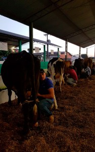 CONCURSO LEITEIRO-GUAJARA (3) 