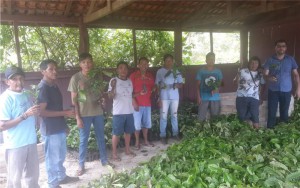 ENTREGA DE MUDAS C AFE E CACAU (11)