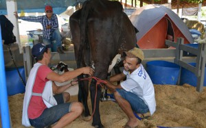 OPO-Concurso leiteiro (2)